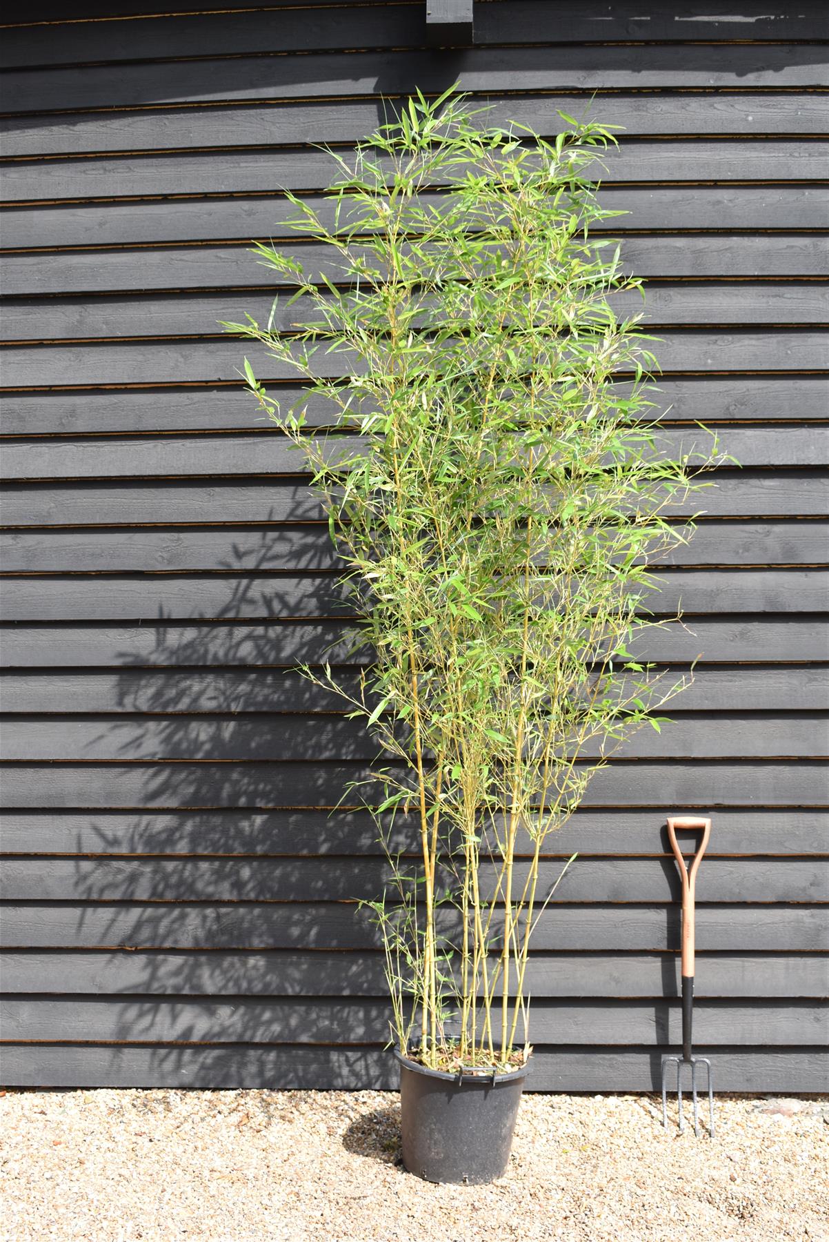 Phyllostachys aurea | Fish-pole bamboo - Height 260-280cm