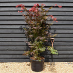 Japanese maple |Acer palmatum 'Atropurpureum' - Bushy - Height 180-190cm - 55lt