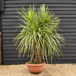 Cordyline australis (cabbage palm) | New Zealand Cabbage Palm - Bowl - Multistem x 3-4 - Stem 20-30cm - Height 110-130cm - 90lt
