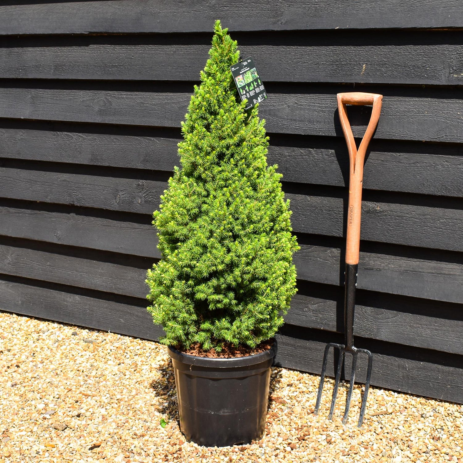 Picea glauca Perfecta' | White spruce 'Perfecta' - Height 90-100cm - 18lt