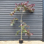 Cercis canadensis 'Forest Pansy' - Bushy - Height 220-320cm - 20lt