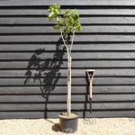 Fig - Ficus carica 'Madeleine deux Saisons'- Clear Stem 80-90cm - Height 160-170cm - 20lt