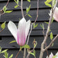 Magnolia Heaven Scent 1/2 Standard - 160-180cm, 25lt