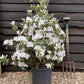 Azalea Japonica Snow | Rhododendron 'Snow' - 90cm, 18lt
