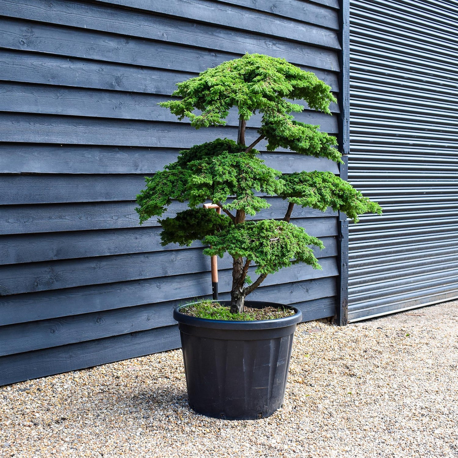 Juniper Greencarpet | Juniperus 'Greencarpet' - Bonsai - Cloud - Height 125cm - 110lt