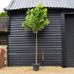 Pyramid Sliver Maple | Acer saccharinum Pyramidale - Clear Stem - Height 320-350m - Girth 10-12cm - 45lt
