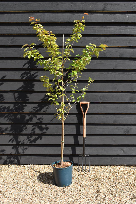 Prunus 'Spire' | Cherry 'Spire' - 180-220cm - 12lt