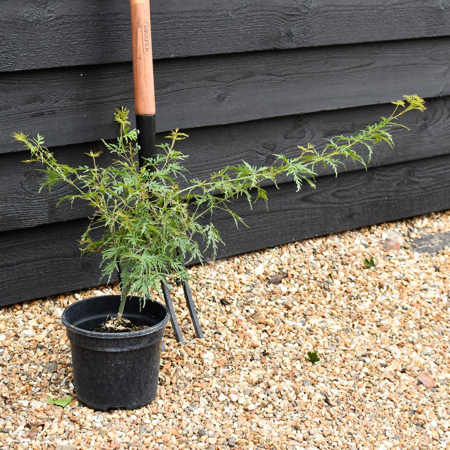 Acer palmatum 'Emerald Lace' | Japanese maple 'Emerald Lace' - 25-45cm - 3lt