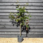 Scarlet oak | Quercus coccinea - Height 140-160cm - Girth 4-6cm - Pot Grown - 10lt