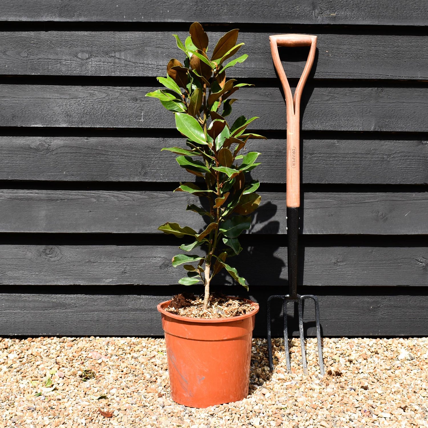 Magnolia grandiflora 'Galissonniere' - Bush - Height 70-80cm - 10lt