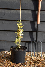 Jasminum officinale 'Sunbeam' | Jasmine 'Sunbeam' - 40-60cm - 5lt