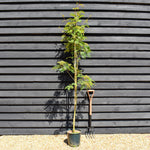 Sorbus vilmorinii | Vilmorin's Rowan - Height 170-200cm, 10lt
