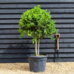 Ilex 'Nellie Stevens' - MultiStem Ball - Clear Stems 40-60cm - Height 120-150cm - 70lt