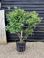 Weigela Bristol Ruby - 80-100cm - 35lt