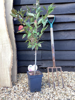 Prunus nipponica 'Ruby' | Japanese Alpine Cherry ‘Ruby’ - 100-120cm, 7lt