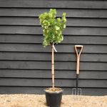 Arbutus unedo Tree | Strawberry Tree - Clear Stem 80cm - Height 120-130cm - 18lt