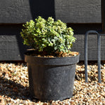 Pittosporum tenuifolium 'Gold Ball' (Golden Ball) - Height 15-20cm - 2lt