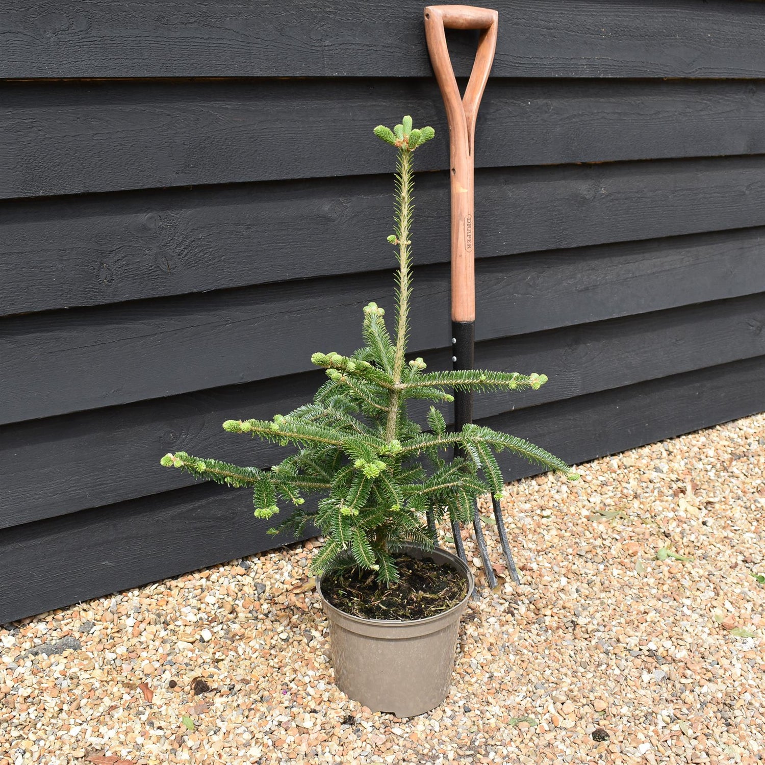 Fraser fir | Abies fraseri - Height 40-50cm - Pot Grown - 5lt