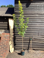 Acer Platanoides Princeton Gold | Norway maple, 1/2 std Clear Stem - 120-150cm, 10lt