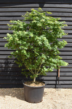 Acer palmatum 'Osakazuki' | Japanese Maple - Bushy - 240-260cm - 130lt