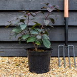 Cotinus coggygria ' Grace' - Height 40-70cm - Bushy - 5lt