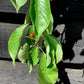 Prunus Yedoensis Shidare-Yoshino | Yoshino cherry 'Shidare-Yoshino' - Clear Stem - Girth 10-12cm - 320-340cm - 30lt