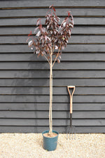 Cherry | Prunus Royal Burgundy - 150-180cm - 12lt