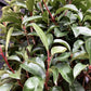 Photinia 'Atropurpurea Nana' | Japanese barberry 'Atropurpurea Nana' 1/2 std - 120-130cm, 30lt