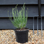 Lavandula x intermedia Phenomenal - 10-30cm, 3lt