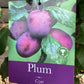 Plum 'Czar' on St. Julian - Moderately vigorous | Prunus domestica - 150-160cm - 12lt