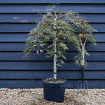 Japanese Maple 'Inaba-Shidare' |Clear Stem 70-80cm - Height 80-120cm - 30lt