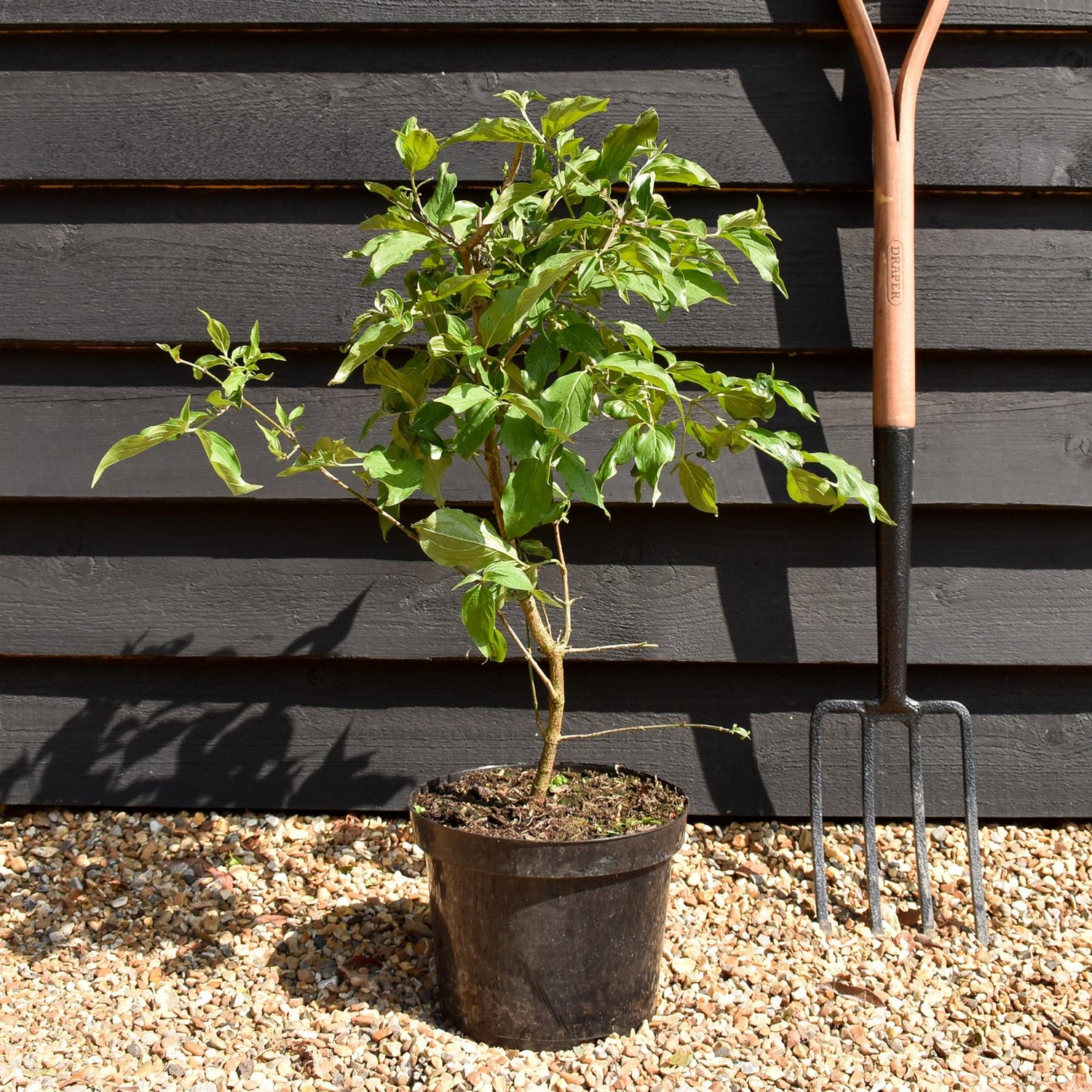 Cornus Mas - Height 50-60cm - Bushy - 5lt