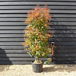 Photinia x fraseri Red Robin - Bush - Height 230-270cm - 35lt