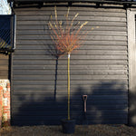 Salix integra 'Hakuro-nishiki' | Dappled Willow - Standard - Clear Stem 180cm - Girth 8-10cm - Height 280-300cm - 35lt