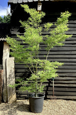 Fagus Sylvatica Heterophylla 'Aspleniifolia' | Cut-Leaved Beech - 350-370cm, 70lt