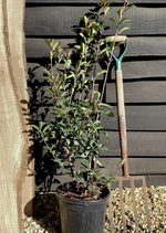 Photinia Red Robin - 110/130cm, 9lt