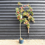 Malus Neville Copeman | Purple Crab Apple Tree, Clear Stem - 200-250cm, 10lt