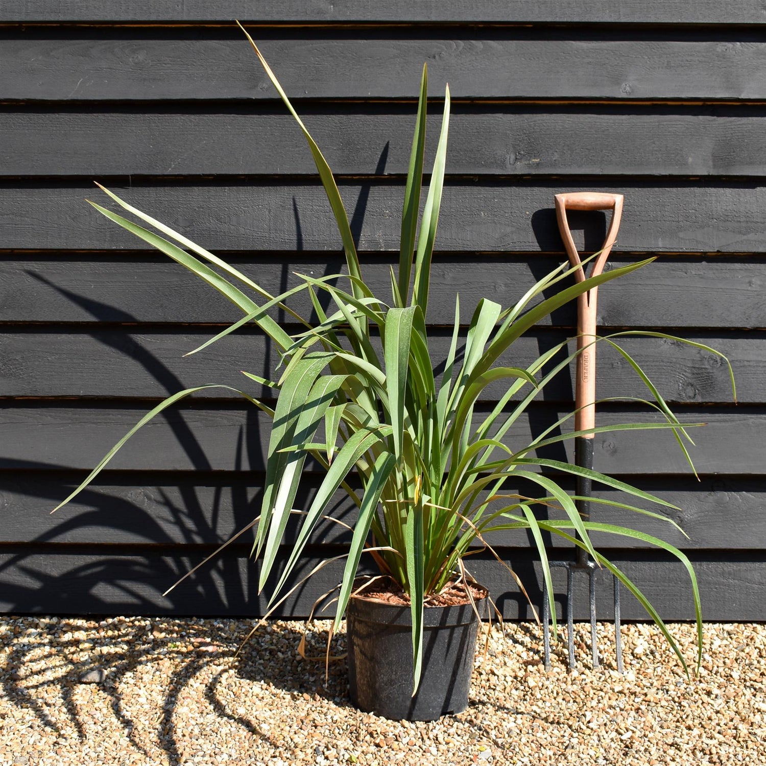 Phormium tenax - Height 80-100cm - 10lt