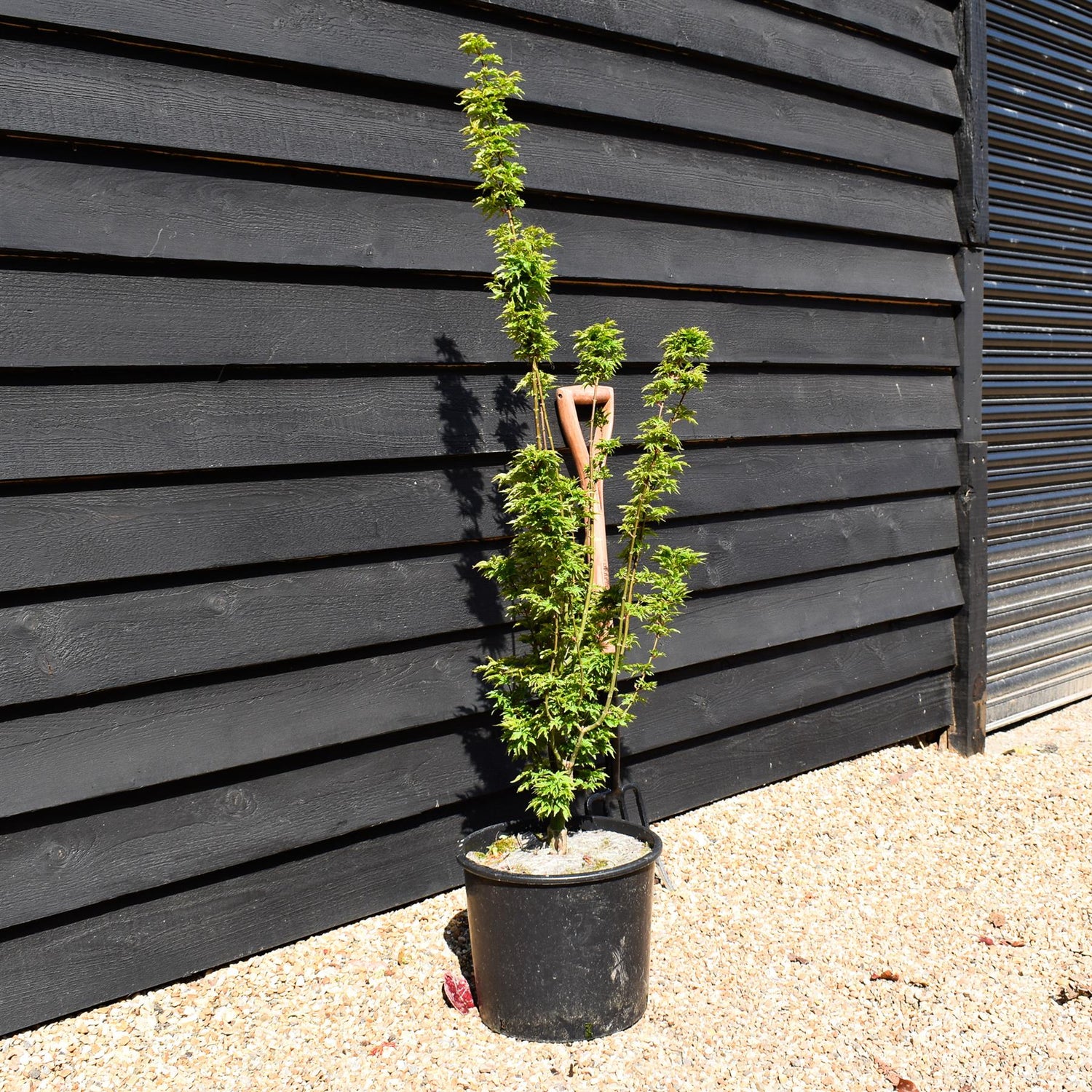 Acer palmatum 'Crispifolium'  (Shishi Gashira Maple) - Height 100-110cm - 20lt