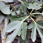 Fig - Ficus carica 'Brogiotto Bianco' - Large - Trained - Espalier - 230cm - 230lt