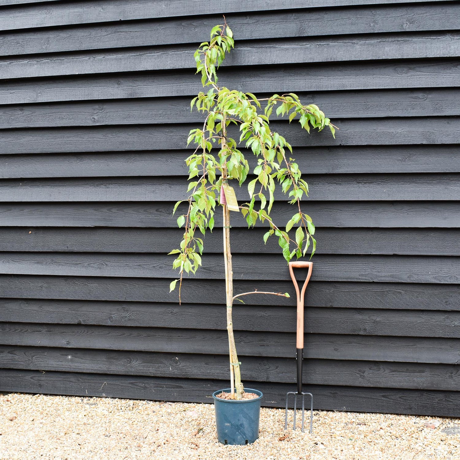 Prunus 'Kiku-shidare-zakura' Sakura | Japanese Weeping - 180-200cm - 10lt