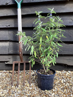 Caryopteris x clandonensis 'Blue Balloon' | Blue Balloon 40-90cm - 9lt