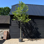 Platanus Acerifolia | London plane - 400cm-420cm - 14cm - 90lt