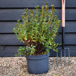 Azalea Japonica Toreador - Red Flower | Rhododendron Toreador- Bushy - Height 50-60cm - 10lt