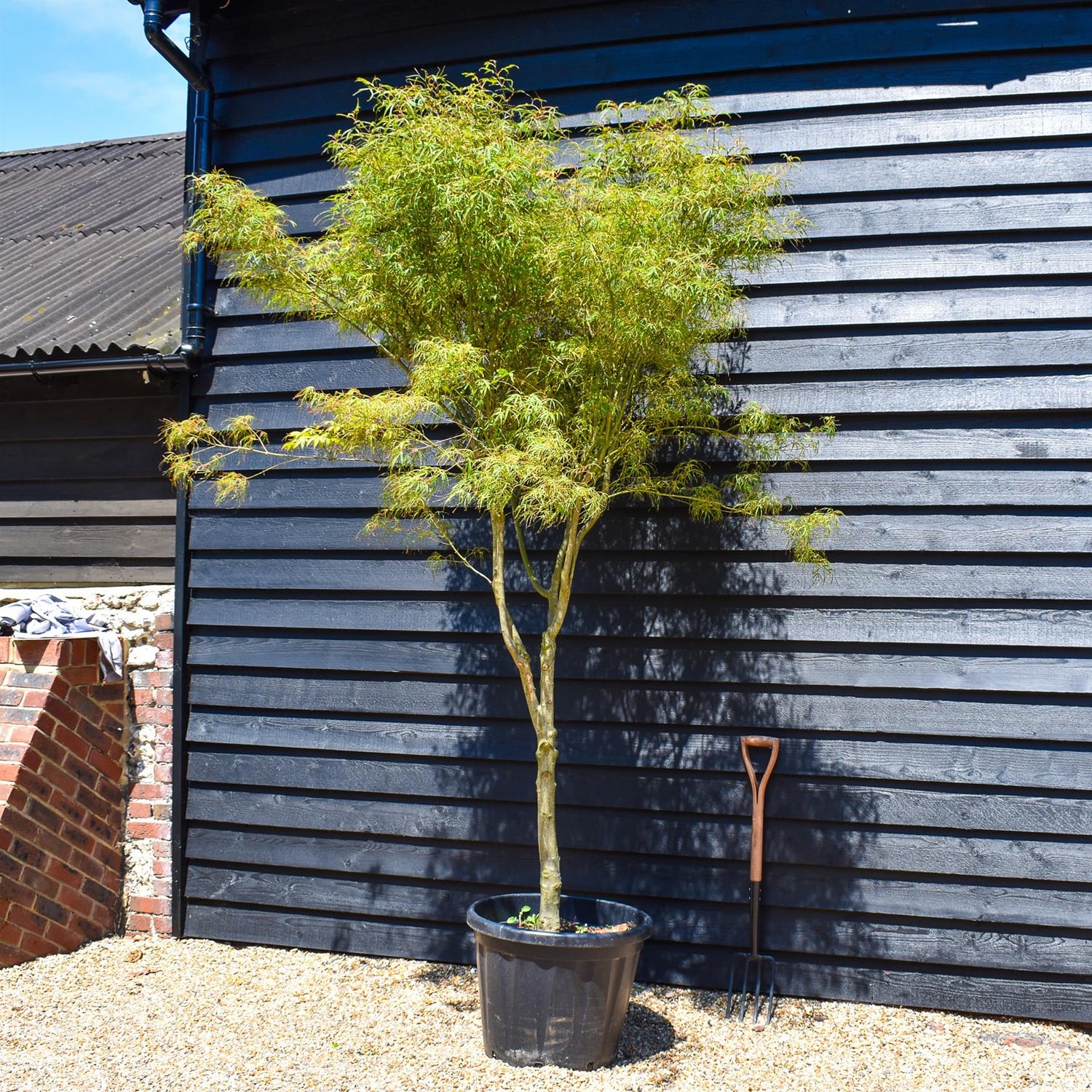 Acer palmatum 'Koto No Ito' | Japanese HarpStrings maple - Height 220-230cm - 80lt