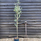 Sorbus aucuparia Asplenifolia | Rowan | Mountain Ash - 160-180cm - 12lt