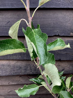 Apple tree 'Red Falstaff' | Malus domestica - M26 - Semi-Dwarfing - Height 130-140cm - 12lt