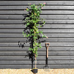 Lonicera x heckrottii 'Gold Flame' | Gold Flame Honeysuckle - 160-170cm - 3lt
