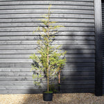 Cupressocyparis leylandii 'Castlewellan' - Height 260-280cm - 30lt