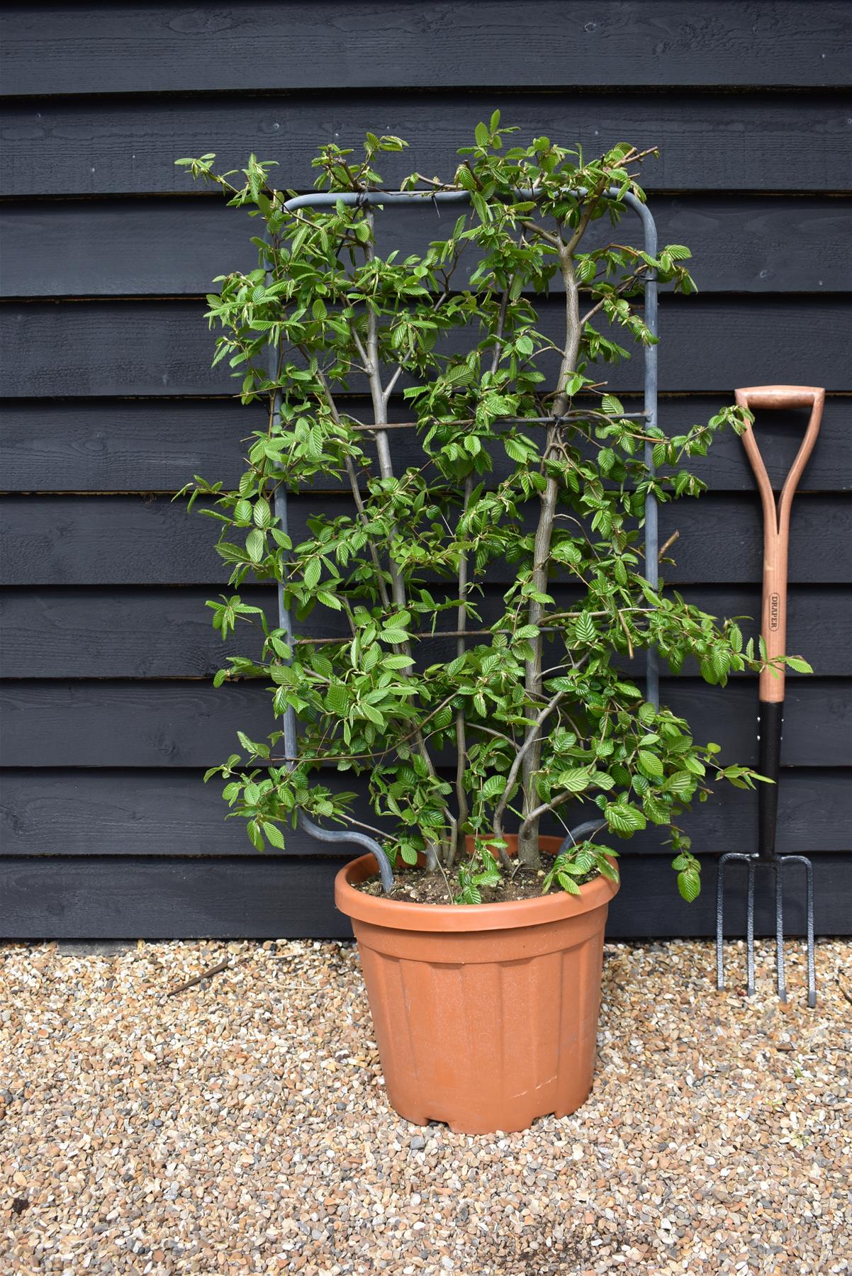 Carpinus betulus - Pleached/Espalier (85cm x 50cm Metal) - 30lt